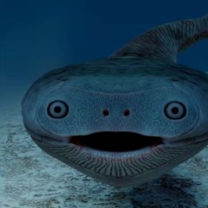 Meet your Posher, Hazel